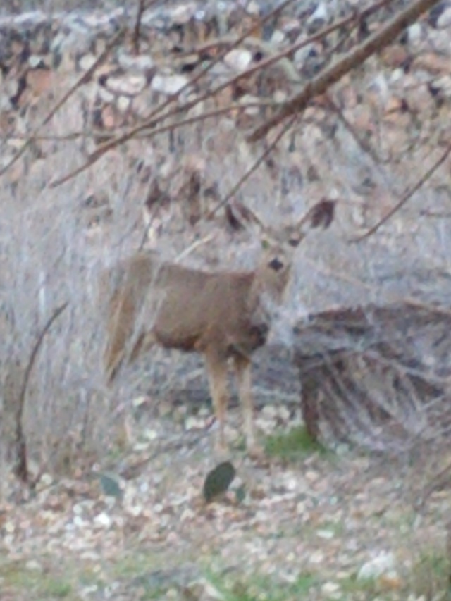 IMG_20130316_165014.jpg